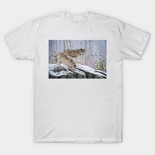 Gray Wolves T-Shirt by jaydee1400